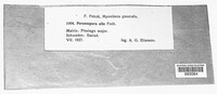 Peronospora alta image